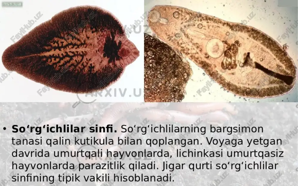 so‘rg‘ichlilarning bargsimon tanasi - Page 3