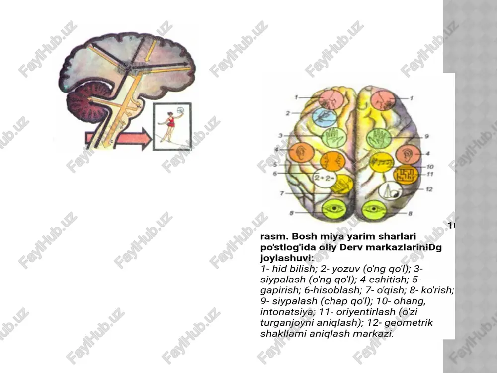 sulotlari, tuz, shuningdek, unda hosil boʻladigan yoki tashqi muhitdan kiradigan zaharli moddalarni organizmdan tashqi muxitga chiqarib turadigan organlar majmui. odam va yuksak sut emizuvchilar chiqarish sistemasi bir juft buyrak, ulardan boshlanadigan bir juft siydik yoʻli, qovuq va siydik toʻkish nayidan iborat. bir hujayralilarda suvda eriydigan almashinuv mahsulotlari (ammiak, mochevina) diffuziya yoʻli bilan yoki qisqaruvchi vakuolalar orqali, tuban suv hayvonlari (gʻovaktanlilar, boʻshliqichlilar)da tana yuzasidan diffuziya yoʻli bilan chiqariladi. koʻpchilik koʻp hujayrali umurtqasiz hayvonlarda ichak ham chiqarish funksiyasini bajaradi. evolyutsiya jarayonida hayvonlarda ixtisoslashgan maxsus chiqarish sistemasisi paydo boʻladi. tuban chuvalchanglar, priapulidlar, ayrim halqalilar, koʻp tuklilar va mollyuskalar lichinkasida chiqarish sistemasi — protonefridiylar, halqali chuvalchanglarda metanefridiylar. qisqichbaqasimonlar chiqarish sistemasi antennal va maksillyar bezlardan iborat. xulosa qilsak, inson organizmidagi har bir a’zo muhim hisoblanadi. ularning yaxshi ishlashi to’g’ri ovqatlanish, serharakatlilik bilan bog’liqdir! e’tiboringiz uchun rahmat! image1.jpeg image2.png image3.png image4.png image5.png image6.png /docprops/thumbnail.jpeg
