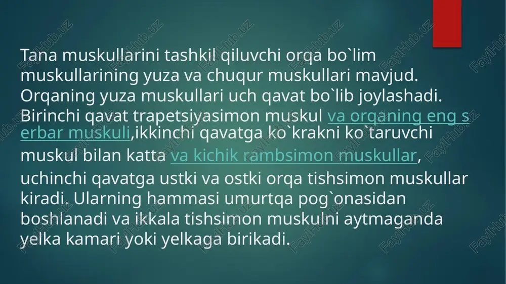 iga bukish hamda uni ko`krak qafasi bilan birgalikda o`ng va chap tomonga bukishni ta’minlab beradi. qorin muskullari tanada ko`krak qafasining harakatlanishida ishtirok etadi ko’krak muskullari ko`krak mushaklari taraqqiyoti va bajariladigan vazifasiga ko`ra ikki guruhga bo`linadi: *ko`krakning xususiy mushaklari *ko`krakdan boshlanib yelka kamariga birikuvchi yuza mushak yuza mushaklar 1.ko`krakning katta mushagi – qo`lni tanaga yaqinlashtiradi, uni ichki tarafga buradi, yelkani tushiradi, ko`krak qafasini ko`taradi. 2.ko`krakning kichik mushagi – ko`krak suyagini oldinga va pastga tortadi, qovurg`alarni ko`tarib,nafas olishga ishtirok etadi. 3.o`mrov osti mushak – o`mrov suyagini pastki va ichki tarafga tortadi. 4.oldingi tishsimon mushak – ko`krak suyagini oldinga va yon tarafga harakatini ta’minlaydi. qo`lni yuqoriga ko`taradi. 5.qovurg`alarni ko`taruvchi mushak – umurtqa pog`onasini yon tarafga buradi. ko`krakning xususiy mushaklari tashqi va ichki qovurg`alararo mushak, qovurg`a osti mushagi, ko`krakning ko`ndalang mushagi kiradi. ko`krakning xususiy mushaklari nafas olish jarayonida qatnashadi. tashqi qovurg`alararo mushaklar ko`krak qafasini kengaytirib, nafas olishni ta’minlaydi. qolgan autaxton mushaklar ko`krak kafasini toraytiradi …