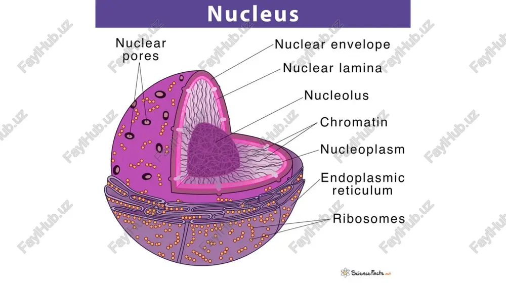 endoplasmic reticulum (er) structure - Page 3