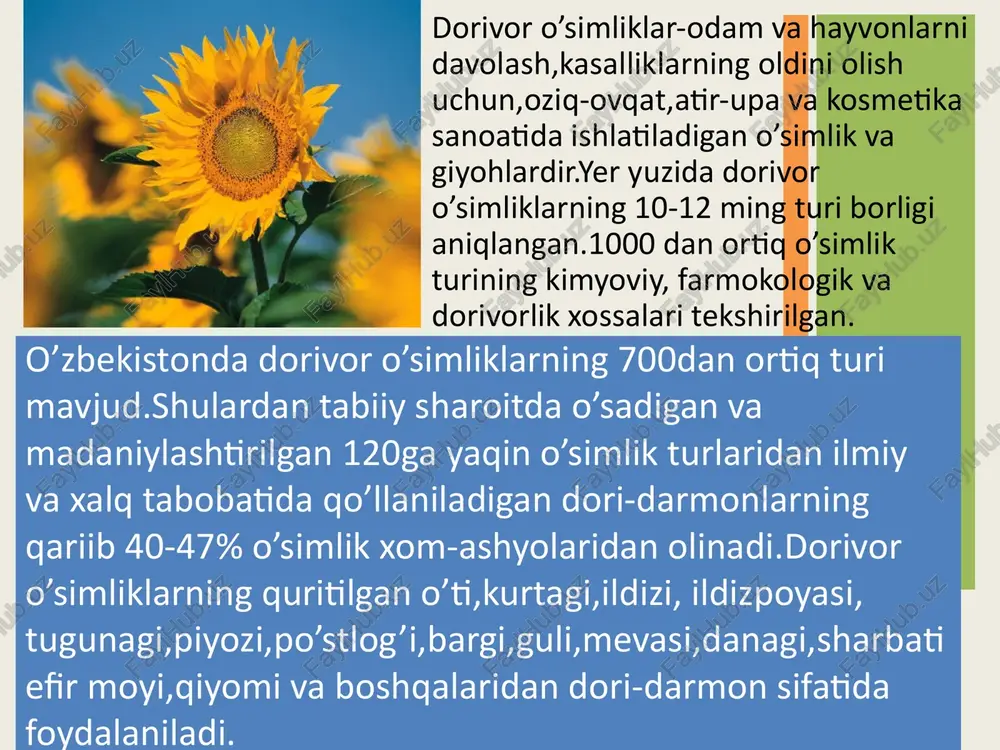 qalinligi 12-15mm ga yetadi.gullari chiroyli va turli rangda.mevasi-uch qirrali silindirsimon ko’sakcha hisoblanadi. vatani afrikaning janubi-sharqi.hozirda deyarli hamma mamlakatlarda uchraydi.qo’llaniladigan qismi-bargidir. barglari va undan olinadigan sabur tarkibida antrotsen hosilalari (aloin,vataloin) smolalari,efir moyi,achchiq va boshqa moddalar bor. saburning yuqori dozasi (0,03-0,2g) surgi dori sifatida,kichik dozasi(0,01-0,02g)ovqat hazmini yaxshilash va ishtaha ochish maqsadida ishlatiladi. suyuq ekstrakti va tabletkasi ko’z kasalliklarida,xronik artrit,me’da va o’n ikki barmoq ichak yarasi, bronxial astmada qo’llaniladi.aloy shirasi va surtmasi kuyganga,turli yaralarga,quruq va ho’l epidermitlarga,nur bilan davolashda ishlatiladi.sharbati gastrit,enterokolit,kolit va qabziyatda ichiladi.shuningdek milk kasalliklarida ham samarali vosita hisoblanadi.sabur preparatlarini bavosilda,homiladorlikda va hayz ko’rganda foydalanmaslik kerak. aloy 8 aloy binafsha-tialka-viola. binafsha gunafshadoshlar-violaceae oilasiga mansub, bo’yi 10-40 sm bo’ladigan,bir,ikki yoki ko’p yillik o’t-o’simlik hisoblanadi.poyasi tik o’suvchi shoxlanmagan yoki cho’ziq,barglari ketma-ket joylashgan. mevasi-pishganda ochiladigan ko’sakcha.aprel oyidan boshlab kech kuzgacha gullaydi va mevasi yetiladi.binafsha yevropa davlatlarida va g’arbiy sibirdagi o’rmon chetlarida, dalalarda,o’tloqlarda,butalar orasida begona o’t sifatida uchraydi. tibbiyotda 2 turi ishlatiladi.dala binafshasi-tialka polevaya va uch …