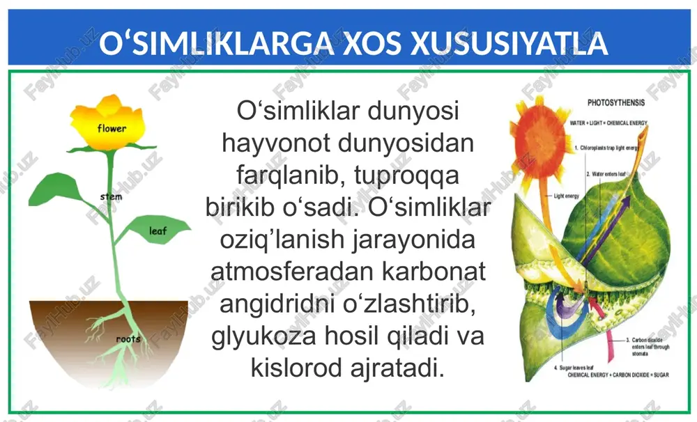 o‘simliklar dunyosi - Page 3