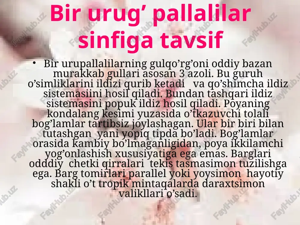 o’zbekistonda yovvoyi holda uchramaydigan o’simlikdir . bo’yi 40m ga,diametri 30smga yetadigan ildizpoyali tanasi yogochlashgan bogimli, barglari qisqa bandli, yassi, nashtarsimon o’simlaiklar oilasidir. guli 2 jinsli changchisi 3-6ta urug’chisi 1ta mevasi yong’oqchasimon bo’ladi eng uzun bambuk bambusa dendrocalamisdir. solabnamolar-orchidales bu oilaga ildizpoyali , tugunak ko’p yillik o’simliklar kiradi. poyasi serbarg bargi oddiy nashtarsimon, guli 2 jinli pushti-qizil binafsha ranglarda bo’ladi. o’zbda 5 turkumi (eulophia, yepiractiv, orchis , listera, jeuxine ) bor. changchisi 1ta mevasi ko’ p urugli quruq ko’sakcha botqoq yerlarda soy va daryolarda o’sadi.750 turkum 25000 tur kiradi chuchmomadoshlar poyasi serbarg , guli binafsharang shingilsimon gulqorg’onchabarglari6ta changchisi 6ta 1 turkum 4-5 turdan iborat, falastin va eon –turonda tarqalgan o’simliklardir . tatar chuchmomasi(ixioliron tatarichum ) eng yirik vakilidir.uning poyasi tuksiz bo’yi 15-80 sm,aprelda gullab iyunda urug beradigan ekinlar orasida uchraydigan o’simlikdir palmadoshlar bu oila vakillari daraxtsimon butasimon, o’simliklardir. poyalari tog’ri yog’onlashgan shoxlanmagan bo’yi 40 smdiametri 1 m qo’shimcha ildizlari ko’p barg …