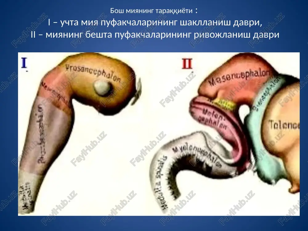 aliq yadro, 4 – dorsal yadro, 5 – orqa shoxning xususiy yadrosi miyacha : i – yuqori va old ko'rinishi, ii – yon ko'rinishi. 1 – yarim sharlar, 2 – chuvalchangsimon qismi. miyachaning uchta qavati. kumush bilan impregnatsiya. 1 – molekulyar qavat, 2 – ganglionar qavat, 3 – donador qavat, 2a – noksimon hujayralar - purkine, 2b – molekulyar qavatdagi noksimon hujayralarning dendritlari. miyacha po'stlog'i miyachaning po'stlog'ida neyronlararo aloqa 1 – orqa miyadan va vestibulyar yadrosidan lianasimon tolalar, 2 noksimon hujayralar dendritlari 3 – noksimon hujayralar aksonlari, miyacha yadrolari tomon yo'nalgan va tormozlovchi harakat ko'rsatadi. 5 – qoptokchalar (moxsimon tolalar dona-hujayralar dendritlar bilan sinapslar hosil qiladi) 6 –goldji hujayrasi dendritlari, 7 – savatsimon hujayralar, 8 – yulduzsimon hujayralar. 6 7 8 miyacha po'stlog'ining shakllanish sxemasi 1 – molekulyar qavat, 2 – ganglioz nerv hujayralari qavati, 3 – donador qavat, 4 – lianasimon nerv tolasi, 5 – ganglioz nerv hujayrasi, 6 …