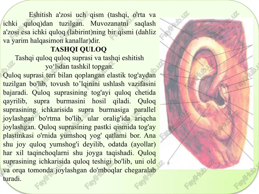 xiy nayining ichki teshigi ko'rinadi. bu teshik yangi tug'ilgan chaqaloqlarda va bolalarda keng ochilib turadi. shuning uchun ham burun, tomoqqa tushgan inteksiyalar o'rta quloq va kalla bo'shliqlariga o'tishi mumkin. ichki (ichki quloqqa qaragan devori) yupqa plastinkadan tuzilgan. devor o'rtasida turtib chiqqan do'nglik bo'lib, u ichki quloq chig'anog'ining turtib chiqishidan hosil bo'lgan. do'nglik pastida joylashgan dumaloq teshik nog'ora parda bilan qoplangan. o'rta quloqda joylashgan uzangi suyak asosi uni berkitib turadi. oval teshik tepasida yuz nervi o'tadigan kanal joylashgan. kanal devori juda yupqa bo'lib, o'rta quloq kasallanganda yuz nerviga ham ta'sir qiladi. tashqi (nog'ora pardaga qaragan devori) o'rta quloq bilan tashqi quloq chegarasida joylashgan nog'ora parda bilan chegaralangan. nog'ora parda bo'shlig'ining yuqori gumbaz shaklida kengaygan qismida bolg'acha boshchasi va sandoncha joylashgan. nog'ora parda tashqi quloq bilan o‘rta quloq chegarasidagi gardish egatchaga fibroz to'qimadan tuzilgan aylana gardish yordamida bir oz qiyshaygan holda yopishib joylashgan. chaqaloqlarda nog'ora parda tik holatda ko'rinadi. bolg‘acha dastasi nog’ora …