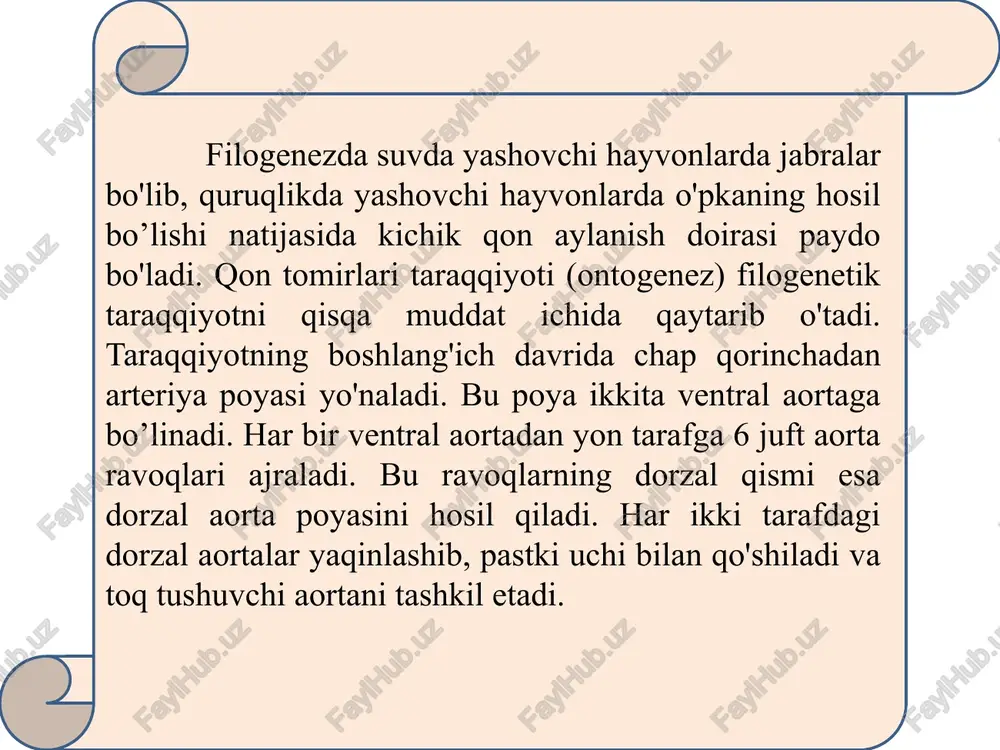 ikkita qorinchadan tuzilgan bo'lib, chap bo’lmacha bilan chap qorincha yurakning chap yoki arteriya bo’lagini, o‘ng bo’lmacha bilan o'ng qorincha esa yurakning o'ng yoki vena bo’lagini tashkil qiladi. yurakning o'rtacha og'irligi erkaklarda 300 g. ayollarda bir oz kamroq, 220—250 g. yurakning uzunligi o'rta yoshdagi odamlarda 10-15 sm, kengligi (asosida) 8-11 sm. oldingi va orqa devorining qalinligi 6-8,5 sm. yurak tashqi yuzasining o‘tkir (o’ng) va o’tmas (chap) chekkalari uni orqa, old tomondagi yuzalarga ajratib turadi. yurakning tashqi yuzasida bo’lmachalar bilan qorinchalar o'rtasidagi chegaraga to'g'ri keladigan va yurakni hamma tomondan o'rab turgan ko'ndalang egat va qorinchalarni bir-biridan ajratib turadigan devorlariga to'g'ri keladigan, uzunasiga joylashgan oldingi egat, shuningdek, orqa tomondagi uzunasiga ketgan egatlar bor. oldingi va orqa tomonda uzunasiga joylashgan egatlar yurak uchining o'ng tomonida o'zaro tutashib, yurak o‘ymasini hosil qiladi. yurakning boyagi hamma egatlari yurakni oziqlantiruvchi tomirlar va yog' kletchatkalari bilan to'lib turadi. shuning uchun bu xildagi yurakda qon tomirlar uncha yaxshi ko'rinmaydi. …