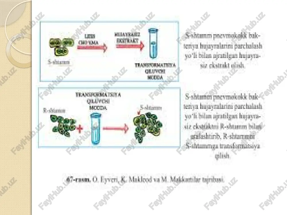 dnk bakteriya hujayrasiga transformatsiya qilinadi. xromosomal dnk da mavjud genlarni to‘la klonlash uchun dnk o‘lchamiga va olingan klonlarni soniga e’tibor berish kerak. genlarni klonlashda ko‘pincha kdnk bibliotekasini tuzish maqsadga muvofiqdir. bu holda maxsus poli (y) va oligo (dt) kolonkalari yordamida uchlarida poli (a) nukleotidlar ketma-ketligini saqlovchi irnk, trnk va rrnk dan ajratib olinadi. olingan irnk molekulasi oligo (dt) nukleotidlari bilan aralashtirilib reassotsiatsiya qilinadi. bunda irnk molekulasining poli (a) uchida da-dt qo‘sh zanjirli segment hosil bo‘ladi. ushbu ikki zanjirli segmentning oligo (dt) uchi kdnk sintezini amalga oshiruvchi revertaza fermenti uchun praymer (kdnk sintezining boshlanish nuqtasi) vazifasini o‘taydi. sintez qilingan kdnk molekulasi qisqa uchli ikki zanjirli struktura bilan tugallanadi. kdnk sintezida matritsa vazifasini o‘tagan irnk molekulasi naoh bilan parchalanadi, natijada qisqa ikki zanjirli va to‘liq irnk molekulasiga komplementar bo‘lgan bir zanjirli kdnk molekulasi hosil bo‘ladi. hosil bo‘lgan qisqa ikki zanjirli struktura kdnk ning ikkinchi zanjirini sintez qilishda praymer vazifasini o‘taydi. dnk-polimeraza i …
