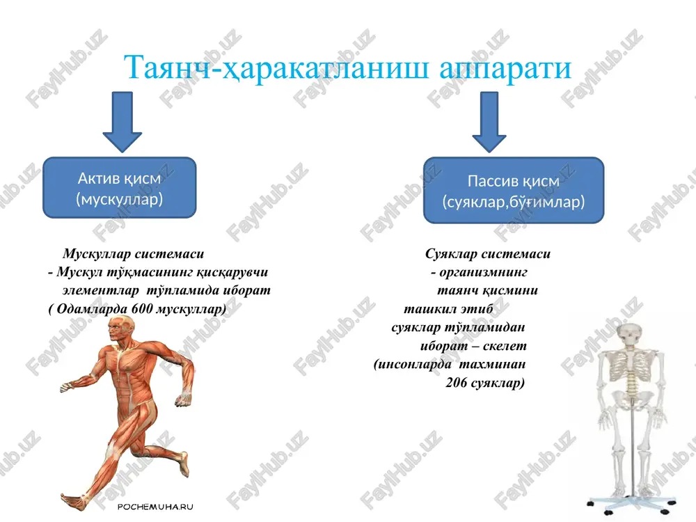 tayanch-harakatlanish sistemasi - Page 3