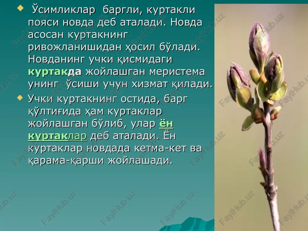 shoxlanishni siren, kashtan, bangidevona kabi o'simliklarda kuzatish mumkin. shakli o'zgargan (metamorfozlashgan) novdalar o'simliklarning ko'pchiligida shakli o'zgargan novdalar uchraydi. metamorfozlashgan novdalar zapas ozuqalarni tuplash, vegetativ ko'payish va yilning noqulay sharoitidan ximoya qilish uchun xizmat qiladi. shakli o'zgargan novdalar er osti va er usti shakli o'zgargan novdalarga bo'linadi er osti novdalarga ildizpoya, tuganak,piyozboshlar kiradi. er osti novdalar ildizpoya - er osti shakli o'zgargan novda bo'lib, asosan ko'p yillik o't o'simliklarida uchraydi. ildizpoya tashqi ko'rinishdan ildizga o'xshab ketadi, lekin morfologik va anatomik tuzilishi jihatidan tubdan farq qiladi. ildizpoyadagi yaxshi rivojlangan bo'g'imlarda qalin, rangsiz, qobiqsimon barglar bo'ladi. bo'g'imdan qo'shimcha ildizlar o'sadi. ba'zan ildiz bo'g'imidan qo'shimcha kurtaklar, bu kurtaklardan esa er osti hamda usti novdalar o'sib chiqadi. ildizpoyaning uchi ildiz qini bilan emas, kurtak bilan tugaydi. masalan: g'umay, ajriq va bug'doyiq tez ko'payadigan ildizpoyali o'simlik xisoblanadi. er osti novdalar iildizpoya ham vegetativ ko'payuvchi, ham zapas oziq moddalar to'plovchi organdir. shuning uchun ham uning mayda bo'laklari …