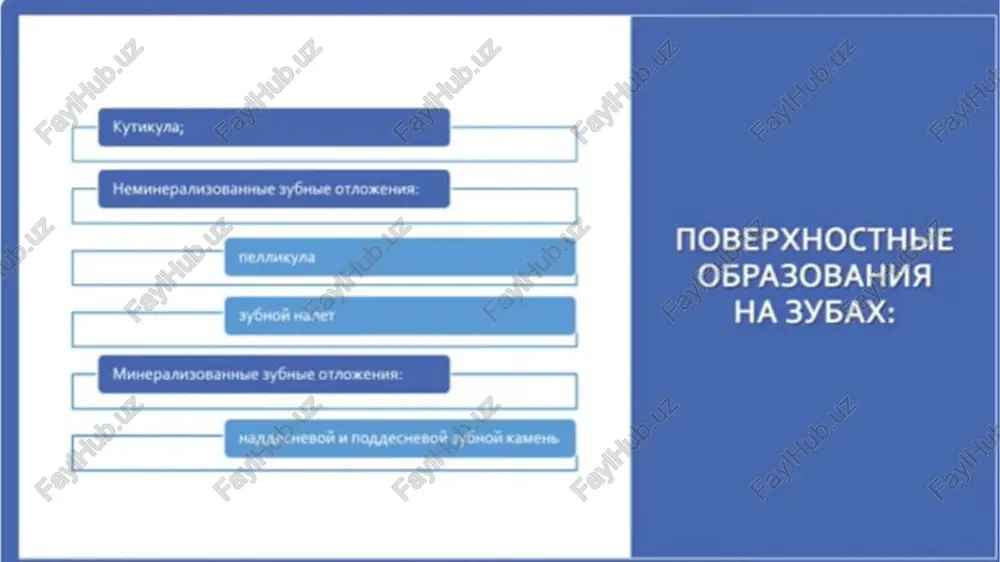 emno-korichnevogo ili zelenovato-chernogo tsveta, plotno prikreplen k poverxnosti zuba. poddesnevoy kamen otnosyat k sivorotochnomu tipu, tak kak istochnik mineralizatsii kamnya etogo vida - desnevaya jidkost, napominayushaya sivorotku krovi. po sostavu poddesnevoy kamen sxoden s naddesnevim. poverxnostnie ego sloi soderjat gramotritsatelnie voloknistie mikrobi, srednie i glubokie - grampolojitelnie. v kamne videlyayut tri zoni: yadro, perifericheskuyu i vnutrennyuyu poverxnost. sushestvuet neskolko teoriy obrazovaniya zubnogo kamnya: • osajdenie mineralov na poverxnosti zuba proisxodit v rezultate lokalnogo povisheniya stepeni nasishennosti ionami kaltsiya i fosfata, kotoroe obuslovleno uvelicheniem ph slyuni; • pri zastoe slyuni ee kolloidnie proteini ne mogut soxranyat perenasishennoe sostoyanie fosfata kaltsiya, chto vedet k ego osajdeniyu; • osajdenie fosfata kaltsiya proisxodit pri uvelichenii urovnya fosfatazi, osvobojdayusheysya iz zubnoy blyashki, slushivayushixsya epitelialnix kletok i (ili) bakteriy; • zubnoy kamen obrazuetsya mikroorganizmami, sposobnimi zaxvativat i uderjivat mineralnie komponenti slyuni na sheroxovatix poverxnostyax zubov. na ob'em zubnogo kamnya i skorost ego obrazovaniya vliyayut jevanie, sostav …