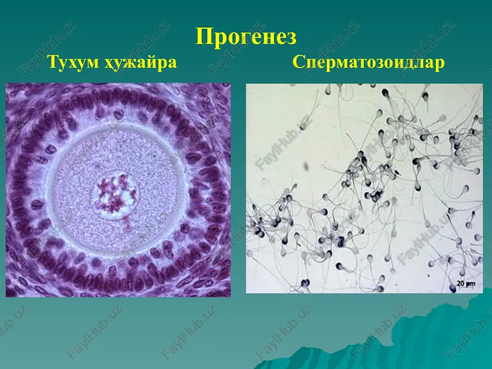 azal plastinkani hosil qiladi. yo'ldosh yo'ldosh yo'ldoshning homila qismi yo'ldoshning homila qismi: xorion vorsinkalari xorion vorsinkalarining ko'ndalang kesimi yo'ldoshning ona qismi homiladorlikning 6-xaftasidagi homila fotosi. homiladorlikning 8-xaftasidagi homila fotosi homiladorlikning 9-xaftasidagi homila fotosi homiladorlikning 10-xaftasidagi homila fotosi homiladorlikning turli muddatlarida homila rivojlanishi