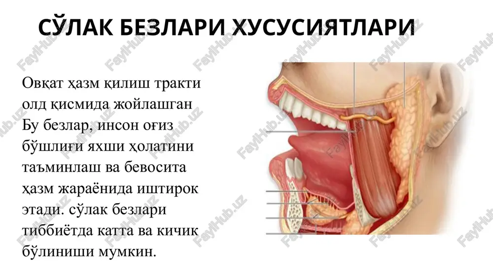 vchi,engil tupiriluvchi, cho'ziluvchi, hidsiz va ta'msiz ishqoriy muhitga ega bo'lgan suyuqlikdir. uning ishqoriyligi bir kunning o'zida turli odamlardagidek, aynan bir odamning o'zida ham o'zgarib turadi (px-5,25-7,54). so'lakning muhiti ovqatlangandan keyin kislotali tomonga ham o'tishi mumkin. so'lakning reaktsiyasi va tarkibi jihatidan hayvonlarnikidan odamlarniki farq qiladi. odamlar so'lagining zichligi 1,002 dan 1,017 gacha o'zgarib turadi. so'lakning tarkibida suv 98,5 dan 99,5 % gacha va qattiq moddalar esa 0,5 dan 1,5 % gacha bo'lib, uning 2/3 – qismiga yaqini organik moddalar va 1/3 –qismiga yaqini tuzlardir. so'lakning tarkibi va hazmlovchi ta'siri. so'lakda; a) xlorid, fosfat, sul'fat tuzlarining qoldiqlari, natriy, kaliy va kaltsiy bikarbonatlari, azotning achchik tuzi, ammiak, odamlar so'lagi tarkibida esa yuqoridagilardan tashqari sul'fotsianli kislotalar birikmasi – rodanidlar kabi anorganik moddalar saqlanadi. b) musin, globulin hamda aminokislotalar, kreatinin, siydik kilotasi va mochevina kabi organik birikmalar ham saqlanadi. sulakning tarkibida mikroblarni juda tez eritib yuboruvchi fermentga o'xshash modda lizosim saqlanadi, uncha katta bo'lmagan miqdorda …