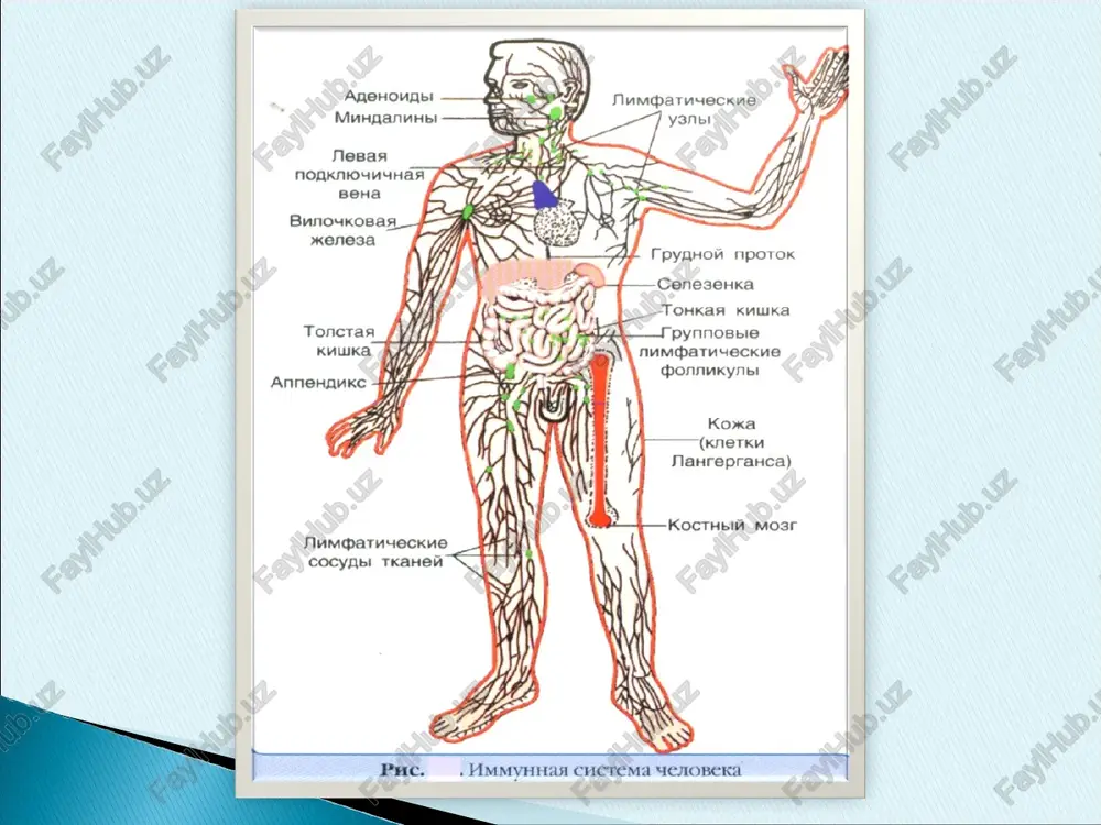 tsiyalar va intoksikatsiyalar- dan so'ng kelib chiqqan defektlar metabolitik buzilishlar natijasida – ya'ni diabet, semirish, ateroskleroz, kuyganda. davolashlar ta'sirida hosil bo'lgan defektlar: nur ta'sirida, xirurgik operatsiyalar qariganda immun tanqislik holatlar rak va somatik kasalliklar och qolish allergik reaktsiyalar immun patologiyaga kiradi patologik jarayon o'tgandan so'ng organizm shu antigenga sensibilizatsiyalanib qoladi shu antigenning organizmga qayta tushishi natijasida allergik reaktsiyalar kelib chiqadi bunday antigenlar - allergenlar deyiladi ekzoallergenlar endoallergenlar ekzoallergenlar infektsion – mikroorganizmlar va ularning mahsulotlari noinfektsion – dorilar, changlar, zardob, ilon toksinlari, kimyoviy moddalar, oziq-ovqatlar allergik reaktsiyalar ikki xil tipda buladi : asta sekin yuzaga chiqadigan tipi ; darhol yuzaga chiqadigan tipi darhol yuzaga chiquvchi allergiyaga kiradi: anafilaksiya – ekzogen allergenlar keltirib chiqaradi (o'simlik gullarining changi, ovqat allergenlari va boshqalar) atopiya – ma'lum bir allergenlarga organizmda immunoglobulin e ishlab chiqilishining kuchayishi. bu esa nasliy moyilikka ega. semiz hujayralarda va bazofillarda immunoglobulin e kuzatiladi va shu hujayralarda gistamin mediatori ishlab chiqariladi organizmda …