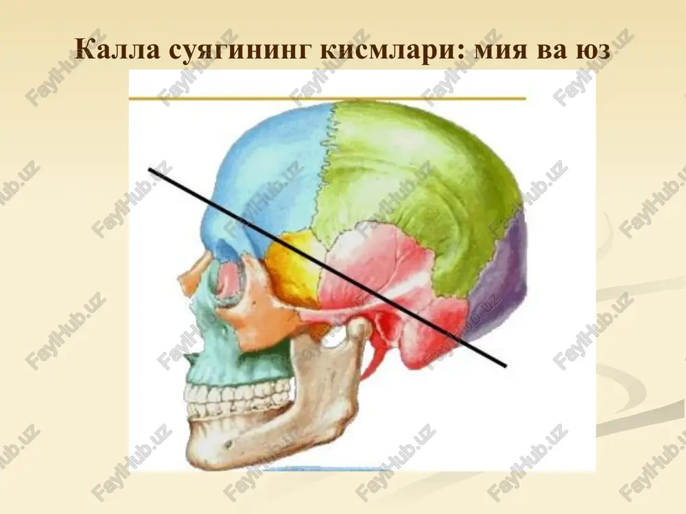 ae bor. bo'rtiqli o'siq, suyakning boshi, caput mandibulae va bo'yni collum mandibulae ga bo'linadi. tojsimon o'siqqa chakka muskuli payi yopishadi. pastki jag' suyagi, mandibula yanoq suyagi, os zygomaticum yanoq suyagi, os zygomaticum, juft suyakdir. eng mustaxkam suyaklardan hisoblanadi. uning ko'z kosaga, oldinga, chakka chuqurchasiga qaragan yuzalari va peshona, chakka va yuqori jag' o'siqlari bor. yuz shakli yanoq suyagi shakliga bog'liq. tanglay suyagi, os palatinum tanglay suyagi, os palatinum, juft suyak bo'lib, yuqori jag' va ponasimon suyaklar oraligida joylashadi. tanglay suyagi kalla suyagi yuz qismining orqa qismini tashkil qiladi. suyak ikki plastinka, gorizontal plastinka, lamina horizontalis va perpendikulyar plastinka, lamina perpendicularis dan iborat. gorizontal plastinka suyak tanglayning orqa qismini, perpendikulyar plastinka, burun bo'shlig'ining yon devorini hosil qilishda ishtirok etadi. burun suyagi, os nasale burun suyagi, os nasale, juft suyak bo'lib, tarnov shaklida. u yuqori jag' suyagi peshona o'siqlari oralig'ida joylashib, yuqorida peshona suyagining burun qismi bilan tutashgan. noksimon teshiknnig tuzilishida qatnashadi. …
