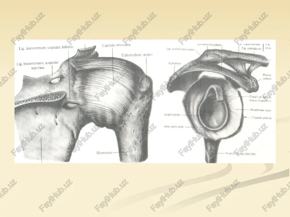g akromionga qaragan uchi va kurakning akromion o'sig'i orasida hosil bo'ladi. ko'p hollarda bo'g'im o'z diskiga ega, discus articularis. bo'g'im lig. acromioclaviculare va lig. coracoclaviculare lar bilan mustahkamlanadi. kurak suyagining xususiy boylamlari- lig.coracoacromiale, lig.transversum scapulae superius, lig.transversum scapulae inferius. elka bo'g'imi elka bo'g'imi, articulatio humeri, orqali erkin harakatchan qo'l elka kamari bilan bog'lanadi. elka bo'g'imi elka suyagining boshi va kurak suyagining bo'g'im chuqurchasi orasida shakllanadi. kurakning bo'g'im chuqurchasi, o'z atrofidagi labi, labrum glenoidale kattalashadi va elka suyagi boshiga moslashadi. bo'g'im kapsulasi bo'g'im chuqurchaning atrofiga va elka suyagining anatomik-bo'yinga yopishadi. bo'g'im faol bo'g'imlar guruhiga kirgani uchun, kurakning tumshuqchasimon o'simtasidan boshlanuvchi va bo'g'im kapsulasida tugaydigan lig. coracohumerale bilan mahkamlangan. elka bo'g'imi elka kamari muskullari bilan mustahkamlanadi. elka bo'g'imi, articulatio humeri sharsimon bo'g'im hisoblanib, ko'p harakat o'qlariga ega: frontal o'q atrofida bukish-yozish, sagittal o'q atrofida uzoqlashtirish -yaqinlashtirish, vertikal o'q atrofida ichkariga va tashqari buralish harakatlari yuz beradi. tirsak bo'g'imi tirsak bo'g'imi, articulatio cubiti, …