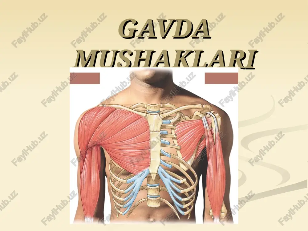 o'krakning autoxton muskullarining vazifalari: mm.intercostales externilar qovurg'alarni ko'taradi va ko'krak qafasini old orqa va ko'ndalang yo'nalishda kengayishiga sabab bo'ladi. shuning uchun ularni nafas olish muskullari deyish mumkin.mm.intercostales interni lar esa nafas chiqarish muskullari hisoblanadi. 3. qovurg’a osti mushagi * 4. ko’krakning ko’ndalang mushagi diafragma diafragma, diaphragma, m.phrenicus yassi gumbaz shaklidagi muskuldir. diafragma o'zining yuqori va pastki yuzalaridan fastsiya va seroz pardalar bilan qoplangan. diafragmaning muskul tolalari har xil nuqtalardan boshlanadi va uning markaziy payini hosil qilishda ishtirok etadi. diafragma ko'krak qafasining pastki teshigidan boshlanar ekan, uning bel, qovurg'a va to'sh qismlari tafovut etiladi. diafragmaning bel qismi chap va o'ng oyoqchalardan iborat (crus dextrum et sinistrum). umurtqa pog'onasi va oyoqchalar orasida uchburchak shaklidagi yoriq, hiatus aorticus bor. undan aorta va ko'krak limfa yo'li o'tadi. yoriqning cheti pay bilan chegaralangan bo'lib, diafragma qisqarganda aortani qisib qo'ymaydi. diafragma oyoqchalari yuqoriga ko'tarilib biri-biri bilan kesishadi va so'ngra hiatus esophageus ni hosil qiladi. difragmaning qizilo'ngach …