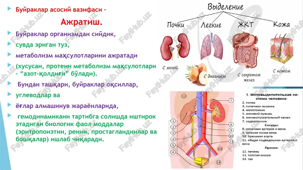 shida kuzatiladi (o'tkir sistit, o'smaning parchalanishida). diabetik komada mevali hid (olmali) keton tanachalari hisobiga; sarimsoq qabul qilganda esa siydik darhol o'tkir, yoqimsiz hidli bo'lib qoladi. tiniqligi. normada siydik tiniq, shaffof bo'ladi. xiralashishi siydikda ko'p miqdorda tuzlarning, yog' tomchilari, shilliq, bakteriya, hujayra elementlarining mavjudligini bildiradi. siydik tiniqligi 4 xil bo'ladi: to'liq, noto'liq, qisman xiralashgan, xira. xiralashgan siydik pielonefritda, pastki siydik yo'llari infeksiyalarida tuz ajralishida kuzatiladi. biroz xiralashgan siydik norma ham bo'lishi mumkin. bunday bemorlarda, albatta, iste'mol qilinayotgan suyuqlik va ajratilayotgan siydikning miqdorini nazorat qilish lozim. bemorlar mustaqil tarzda yoki tibbiy xodimlarning yordami bilan sutkalik diurezni aniqlashi shart va hamshira olingan ma'lumotlarni harorat varaqasiga qayd etishi, sutkalik diurezni ml larda ifodalab yozishi lozim. qabul qilingan suyuqlikni hisoblashda nafaqat sho'rvalar, choy, soklar hisoblanadi, balki, ichilayotgan dori vositalari, qolaversa parenteral kiritilayotgan dori vositalari ham hisoblanadi. bemordan ajralayotgan siydikning barcha miqdori o'lchamli bankaga yig'ib boriladi va kun oxirida umumlashtiriladi. shundan keyin qabul qilingan suyuqliklar miqdori …