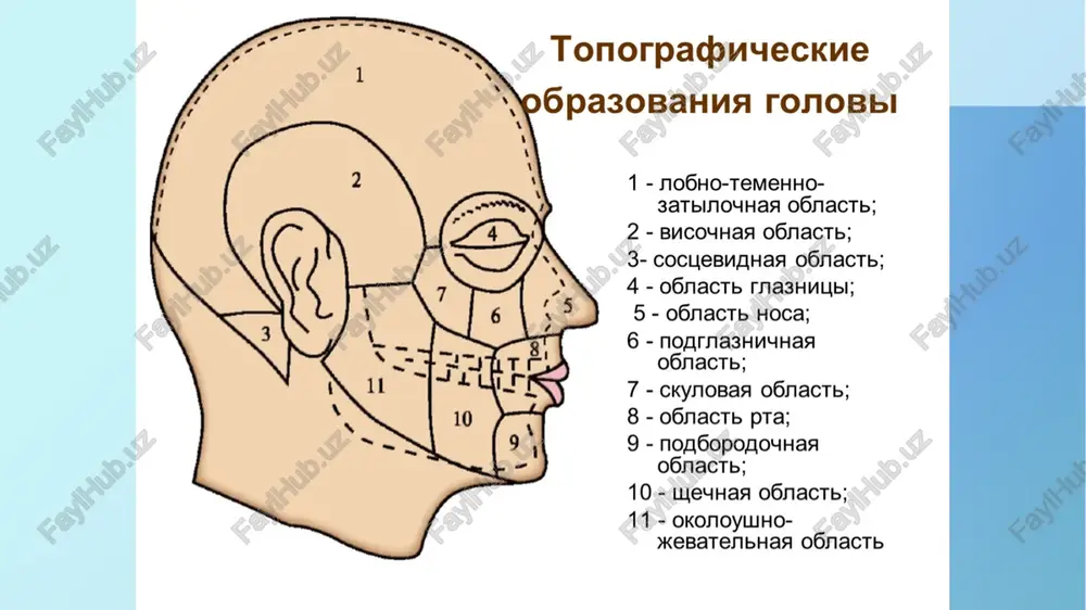 a chakka aponevrozi yopishadi. innervatsiyasi. sezuvchi innervatsiyasini yanok nervining yanok-yuz shoxi orkali (ramus zygomaticofacialis n. zygomatici)dan oladi. yanok soxasida joylashgan muskullar yuz nervining yanok shoxlari (rami zygomatici n. facialis) orkali innervatsiyalanadi. yanok soxasi flegmonalarida infektsiya manbai bulib shikastlangan teri, kushni soxalardan xam tarkal mumkin bulib, yana flegmona yukorigi jag osteomeliti asorati sifatida bulishi xam mumkin (odontogen infektsiya). keyinchalik infektsiya kuz kosasiga, kuz osti, lunj, chakka soxalariga xamda chakka-osti chukurchasiga tarkalishi mumkin. sosudi i nervi shyochnoy, skulovoy i podglaznichnoy oblastey. 1 – lateralnaya vetv nadglaznichnogo nerva; 2 – nadglaznichnaya arteriya; 3 – nadblokovaya arteriya; 4 – nadblokovaya vena; 5 – uglovaya arteriya; 6 – uglovaya vena; 7 – mishtsa, podnimayushaya verxnyuyu gubu i krilo nosa; 8 – vetvi podglaznichnogo nerva; 9 – mishtsa, podnimayushaya ugol rta; 10 – glubokaya vena litsa; 11 – malaya skulovaya mishtsa; 12 – bolshaya skulovaya mishtsa; 13 – shѐchnaya mishtsa; 14 – nijnyaya gubnaya arteriya; 15 …