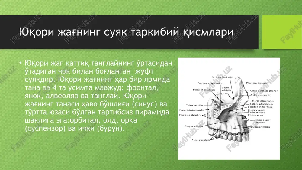ylashgan mandibulaning lateral qismlari. har bir shox ikkita sirtga (lateral va medial), to'rtta qirraga (yuqori pastki, old, orqa) va ikkita usimtaga (koronal va kondil) ega bo'lib, ular pastki jag uyigi bilan ajratilgan. pastki jag'ning mushaklari pastki jag'dan kelib chiqqan mushaklar: - iyak - og'izning dumaloq mushaklari -pastki labni tushiruvchi -og'iz burchagini tushiruvchi -lunj -ikki korinchali -jag-tilosti -iyak-ti osti -iyak-til -xalkumni yuqorigi kisuvchi muskul pastki jag'ning mushaklari pastki jagga yopishgan mushaklar: - bo'yining teri osti mushagi -yuza chaynov mushagi -chuqur chaynov mushagi -medial kanot sumon -lateral kanot sumon muskulning pastgi korinchasi -chakka qon bilan ta'minlanishi pastki jag'ni (lf) qon bilan ta'minlaydigan asosiy arteriyalar :6 suyak ichi (intraossal) arteriyalar, yukori jag, pastki alveolyar, til, yuzning ko'ndalang arteriyasi, chaynash va yuz. shuningdek, pastki jag chakka, kanot-simon muskullar arterialar shoxlari, chaynov, yuz, til va jag-til osti bir qator qo'shimcha arteriyalardan qon oladi innervatsiya pastgi jagning inervatsiyasi uchun mas'ul bo'lgan nerv pastgi jag nervi. u …