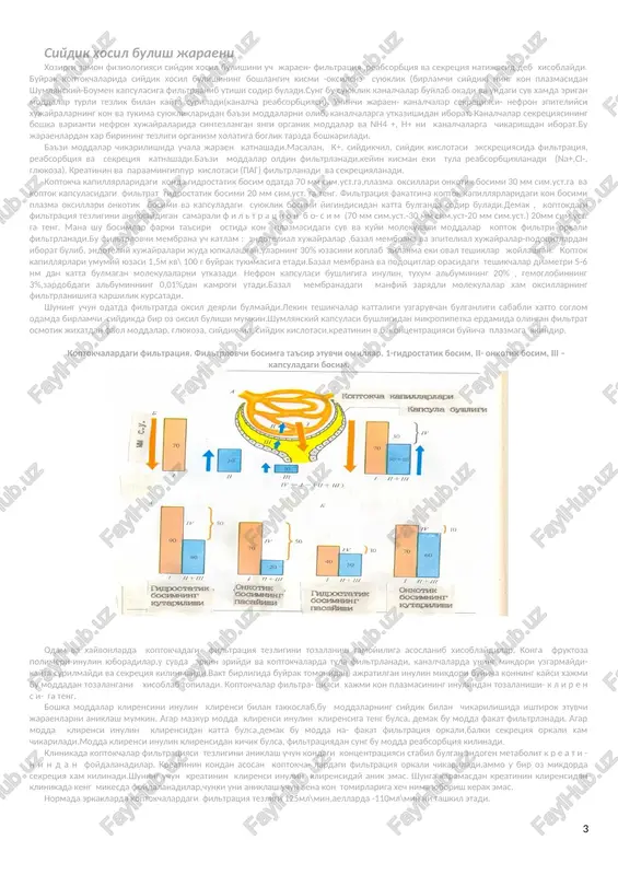 okimiga chikarish. 7. a r t e r i a l b o s i m balandligini boshkarish renin, tomirlarni kengaytiruvchi moddalar ichki sekretsiyasi, natriy va suv ekskretsiyasi, xarakatdagi kon xajmini uzgartirish orkali bajariladi. 8. e r i t r o p o e z n i b o sh k a r i sh eritronning gumoral boshkaruvchisi bulgan eritropoetinni faollashtiruvchi eritrogeninni konga chikarish orkali amalga oshiriladi. 9.g e m o s t a z n i b o sh k a r i sh kon ivishi va fibrinolizning gumoral boshkaruvchilari bulgan urokinaza, tromboplastin,tromboksan ishlab chikarish va fiziologik antikoagulyantlardan geparin almashinuvida ishtirok etishdan iborat. 10. m e t a b o l i k f u n k ts i ya - oksillar,eglar va karbonsuvlar almashinuvida ishtirok etish. 11. xi m o ya f u n k ts i ya s i - organizm ichki muxitidan et,aksariyat zaxarli moddalarni chikarish. …