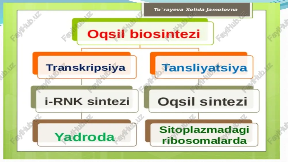 va aminokislotalar o‘rtasida peptid bog‘i hosil bo‘la boshlaydi. bo‘shagan a markazga yana boshqa aminokislota keladi. aminokislotaning ribosomadagi a markazga birlashuvi maxsus t ferment yordamida amalga oshiriladi. elongatsiya aminokislotalarning o‘zlariga mos kelgan t-rnk ga birlashuvi rekombinatsiya (mos kelishi) deb ataladi. bu jarayon murakkab bo‘lib maxsus fermentlar yordamida amalga oshiriladi. avvalo aminokislotaning cooh guruhi faolligi oshiriladi, ya’ni h o‘rniga adenil kislotasi birlashadi va aminoatsiladenilat hosil bo‘ladi, bunday faollashgan va energiya bilan boyigan aminokislota t-rnk ning oxiri atsts adenilin nukleatid qismiga birlashadi. 4. terminatsiya. oqsil biosintezining tugallanishi haqidagi xabarni uchta - uaa, uag, uga terminatsiya kodonlaridan biri beradi. chunki hujayrada bu kodonlarga to‘g‘ri keladigan t-rnk (antikodon) yo‘q. shuning uchun ribosomaning a markaziga - i-rnk ning yuqoridagi kodonlaridan biri to‘g‘ri kelganda hosil bo‘layotganpolipeptid zanjirining uzayishi to‘xtaydi. oqsillar biosintezi genetik kod jadvali genetik kodning xossalari 1. har bir aminokislotani nukleotidlar tripleti kodlaydi. 2. har bir triplet (kodon) bitta aminokislotani ifodalaydi. 3. bitta aminokislotani bir necha …