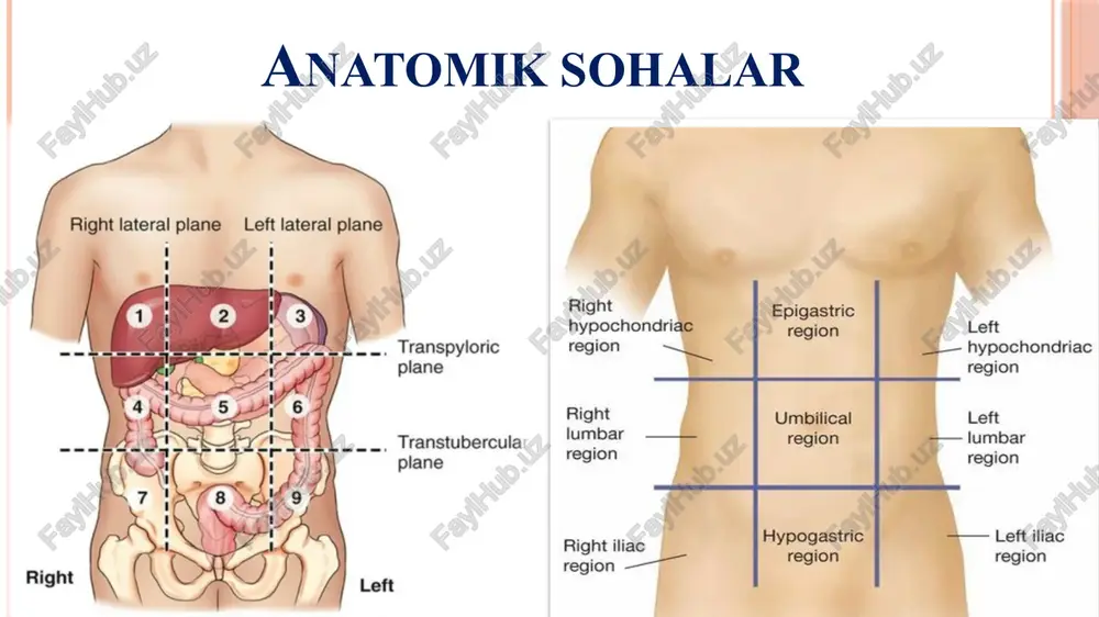 r ildizli ikki ildizli uch ildizli tish tojidagi do’mboqchalar soniga ko’ra: bir do’mboqchali ikki do’mboqchali ko’p do’mboqchali yuzalari facies vestibularis labialis buccalis facies oralis - palatinus - lingualis facies approximalis (contactus) mesialis distalis facies occlusalis gistologik tuzilishi qoplab turadi dentinum – tishning asosiy massasi enamelum – dentin moddasini toj qismida cementum – bo’yin va ildiz qismida dentinni qoplab turadi tishning jag’ga birikishi birikish tipi – gopmhosis maxsus biriktiruvchi modda – periodontum alveolus periodontum cementum (dens) gingiva - junctio dentogingivalis palatum – tanglay og’iz bo’shlig’ini yuqori devorini tashkil qiladi burun bo’shlig’idan ajratib turadi yutish va nutq hosil bo’lishida ishtirok etadi 2 qismdan iborat: palatum durum palatum molle palatum durum-oldingi 2/3 qismi asosi processus palatinus maxillae et lamina horizontalis palatinae raphe palatini-shilliq parda o’rtasidagi chok papilla incisivi plicae palatinae transversae-burmalari palatum molle asosi biriktiruvchi to’qimali plastinka (aponevrosis palatinae) hamda ustki va ostki tomondan shilliq qavat bilan o’ralgan muskullar anatomik elementlar: velum palatinum …