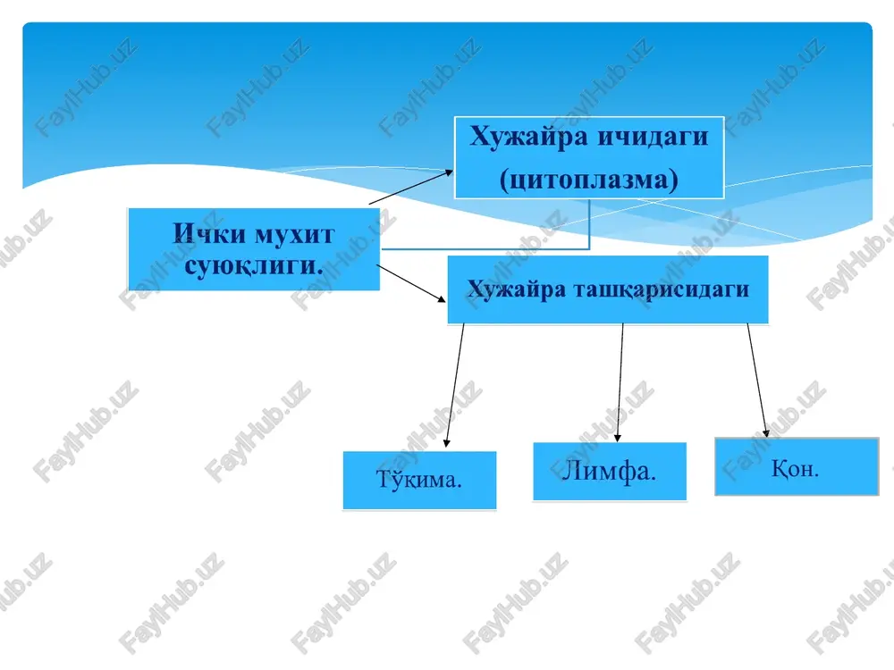 iy, fosfor, mis va boshqalar bo'lib, ular ko'pchilik hollarda organik moddalarning tarkibiga kiradi. bundan tashqari, plazma tarkibida modda almashinuv mahsulotlari - mochevina, kreatinin, yog' va karbonsuvlar bo'ladi. plazmaning muhiti (ph) neytral bo'lib, fiziologik sharoitlarda 7,3-7,4 ga teng. uning doimiyligi bufer sistemalar tufayli saqlanadi. eritrotsitlar odamda va boshqa sut emizuvchi hayvonlarda eritrotsitlar yuqori darajada differentsiallashgan elementlar bo'lib, ularda yadro va hujayra organellalari bo'lmaydi. etuk eritrotsitlar tsitoplazmasi maxsus oqsil gemoglobin bilan to'lgan. tuban umurtqalilar va qushlarda eritrotsitlar zichlashgan yadro va mikronaychalar saqlaydi. eritrotsitlar eng ko'p sonli qon hujayralari hisoblanadi. sog'lom erkaklarda ularning soni 1 mm2 qonda 4,0-5,5 mln ayollarda esa 3,9-5,0 mlnga tengdir. voyaga etgan odamda o'rtacha 25 trillionga yaqin eritrotsitlar bo'ladi. eritrotsitlar. a – skanerlovchi elektron mikroskopda ko'rinishi. b – kesma sxemasi. v – qon tomir ichida harakatlanishi. skanerlovchi elektron mikroskop ostida ko'rilganda disk shaklidagi eritrotsitlar (diskotsitlar) eng ko'p (80%) uchraydi ulardan tashqari, sharsimon (sferotsitlar), gumbazsimon (stomatotsitlar) va tikanaksimon o'siqli (exinotsitlar) …