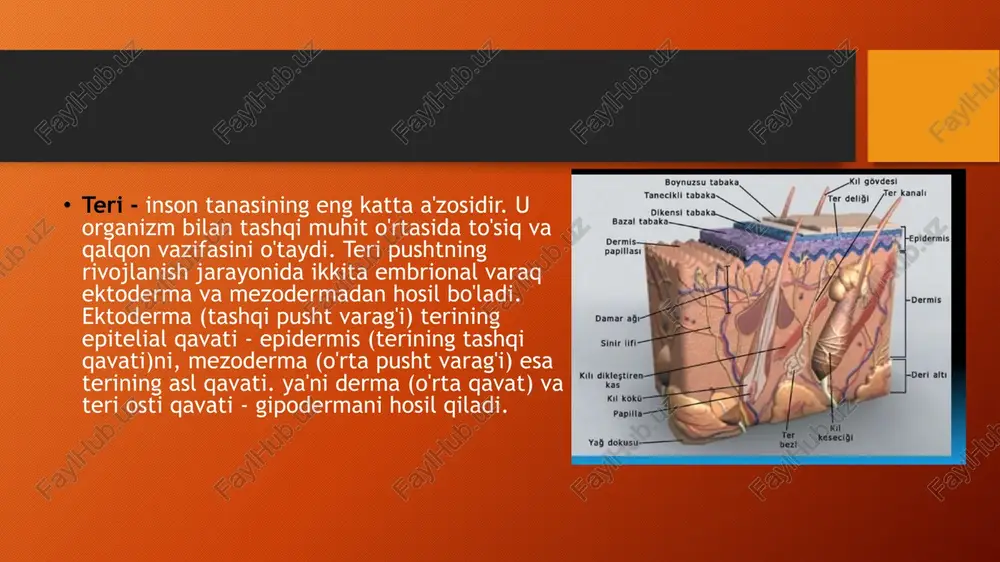 gan bo'ladi. yallig'langan teri ustida mayda va yirik plastinkali tangachalarni, soch to'kilishini uchratish mumkin. limfa tugunlar kattalashadi, tirnoqlar destruktsiyaga uchraydi. davosi 1. umumiy davo, bunda antigistamin (dimedrol. pipolfen, tavegil, diazolin) va desensibilizatsiyalovchi (kalsiy preparatlari, natriy tiosulfat) dorilar buyuriladi 2. glyukokortikoidlar asosan psoriaz og'irroq kechganida (psoriaz eritrodermiyasi, artropatiyasi, pustulyozli psoriaz) ish-latiladi. 3. immunodepressantlar. metotreksat psoriazni davolashda keng qo'llaniladi. u tabletka (2,5 mg) yoki eritma holida (5 mg muskul orasiga) ishlatiladi. metotreksating ma'lum bir davo sikli bor, ya'ni bemor bu dorini 5 kun davomida har kuni 5 mg dan qabul qiladi va 3 kun dori ichmay dam oladi. qizil yassi temiratki (lichen ruber planus) etiologiyasi va patogenezi. to'liq aniqlangan emas, ilmiy adabiyotlarda kasallikning kelib chiqishida turli nazariyalar (virusli yoki infeksion. nevrogen, irsiy, toksik, immunologik) mavjud. qizil yassi temiratki teri kasalliklarining 0,5%-1% ini, og'iz shilliq qavati kasalliklari ichida esa 35% ni tashkil etadi klinikasi. kasallikning asosiy klinik-morfologik elementi dermo-epidermal papulalar bo'lib (diametri 1-3 …