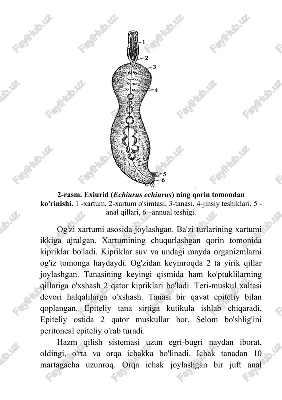 sini ham bajaradi. nefromiksiylar tananing oldingi qismida joylashgan bo'lib, qorin tomondan tashqariga ochiladi. ko'pchilik exiurid-larda ular l-4 juft bo'ladi. nerv sistemasi kuchsiz rivojlangan. markaziy nerv sistemasi qorin nerv stvoli va halqum atrofi nerv halqasidan iborat. nerv sistemasi umumiy tuzilishi ko'ptuklilarga o'xshasa-da, nerv hujayralarining nerv stvoli bo'ylab tarqoq joylashganligi, ya'ni nerv gangliylarining bo'lmasligi bilan ulardan farq qiladi. ayrim sezgir hujayralardan boshqa sezgi organlari bo'lmaydi. exiuridlar ayrim jinsli. gonadalari toq, tanasi keyingi qismining qorin tomonida joylashgan. jinsiy dimorfizm keskin rivojlangan. exiuridlar vakili-bonelliyaning urg'ochisi yashil rangli, uzunligi 1-15 sm gacha, xartumining uchi ikkiga ajralgan (3-rasm). 3-rasm. bonelliyada jinsni fenotipikni aniqlash. a-suzib yuradigan lichinka. b-katta yoshdagi urg'ochi lichinka. d-urg'ochisi. e-urg'ochisi bachadonidan olingan erkagi: 1-halqumoldi nerv halqasi, 2-ko'z dog'i, 3-prototrox, 4-old ichak, 5-qorin nerv stvoli, 6-o'rta ichak, 7-anal kipriklari, 8-xartum, 9-qillar, 10-protonefridiy, ii-tana, 12-metanefridiy, 13-anal xalta, 14-urg'ochilik jinsiy teshigi, 15-urg'ochisi xartumidagi lichinkalar, 16-selomdagi urug' hujayralar, 17-erkaklik jinsiy voronkasi, 18-urug' yo'li, 19-erkaklik jinsiy teshigi. erkagi juda …
