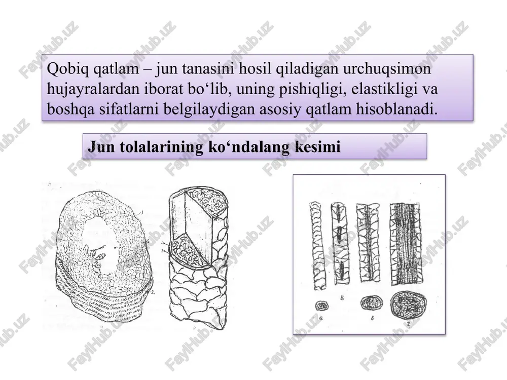 m ipak ko‘pincha 1,556 va 2,33 teks yo‘g‘onlikda ishlab chiqariladi. pilla ipining uzunligi 1500-2000 metrga etadi. pilla ipning uzilishi 10 kn., nisbiy uzilishi nagrkuzasi 27-31,5 kn/teks. ipakning uzilishidagi uzayishi 22% etadi. normal sharoitda tolalarning gigroskopligi 11%. qaynatilgan pilla iplari oq, biroz sarg‘ishroq rangda bo‘ladi. kimyoviy turg‘unligi jihatidan tabiiy ipak jundan afzal turadi. tabiiy ipak faqat konsentratsiyalangan ishqorlarda qaynatilganda eriydi. bo‘yalgan tabiiy ipak tolalariga suv uzoq ta’sir etib turganda ularda oqish dog‘ paydo bo‘lib, buyumlarning ko‘rkamligini buzadi. ho‘l holatida tabiiy ipakning pishiqligi 5-15% pasayadi. pilla ipakning mikroskopda ko‘rinishi: 1 - fibrion. 2 - seritsin. zig‘ir tolasi – asosan gazlamalar uchun ishlatiladi. ko‘ylakli gazlamalar, bortovkalar, dasturxonlar, qoplar. chiqindilardan – kanop, arqon, ishlab chiqariladi, qurilishda, kemasozlikda va boshqa sohalarda. jun tolasidan – asosan kalava iplar tayyorlanadi. ular kostyumlik, ko‘ylaklik, trikotaj, texnik matolarga ishlatiladi. jun tolasi gilam va gilam mahsulotlari uchun noto‘qima mahsulotlar ishlatiladi. undan tashqari shlyapalar, pima va boshqa mahsulotlarda ishlatiladi . tabiiy …