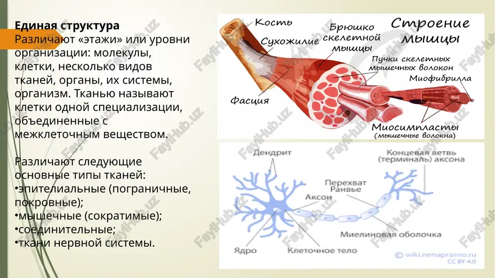 zavisimosti ot vida tkani kletki vipolnyayut raznie funktsii, poetomu imeyut razlichnie razmeri i formu. vse jivie organizmi libo sostoyat iz mnojestva kletok (mnogokletochnie jivotnie, rasteniya i gribi), libo yavlyayutsya odnokletochnimi organizmami (mnogie prosteyshie i vse bakterii). razdel biologii, zanimayushiysya izucheniem stroeniya i jiznedeyatelnosti kletok, poluchil nazvanie tsitologii. jivie organizmi sostoyat iz kletok . kletki yavlyayutsya strukturnimi i funktsionalnimi edinitsami vsex jivix organizmov. v 1665 godu robert guk otkril sushestvovanie kletok s pomoshyu mikroskopa, chto prolojilo put k otkritiyu drugix mikroskopicheskix organizmov. chto vxodit v jivie organizmi? istoricheski razlichayut chetire tsarstva jivix organizmov: jivotnie, rasteniya, gribi i bakterii. s 1977 goda dobavleni tsarstva protisti i arxei, v 1998 godu tsarstvo protisti razdeleno na tsarstva prosteyshie i xromisti, xotya ne vse makrosistematiki podderjivayut eto razdelenie. chem otlichaetsya organ ot organizma? organ predstavlyaet soboy funktsionalnuyu edinitsu v predelax organizma, obosoblennuyu ot drugix funktsionalnix edinits dannogo organizma. organi odnogo organizma svyazani v svoix funktsiyax …