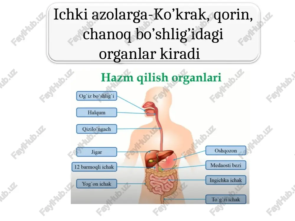 oylashgan. ovqatni qabul qilishda, chaynashda, halqumga yo’naltiradi. varaqasimon. kitob varaqlari kabi tilning yonlarida j,gan. tam bilishda hizmat qiladi. halqa b,n o’raglan. 7-15 ta b/b, til ildiz b,n tanasi chegarasida j,gan. tam bilishda hizmat qiladi. zamburug’simon. uchi yonida joylashgan. tam bilishda hizmat qiladi. 1 engak til osti muskuli. pastki jag’ suyaginining o’simtasidan boshlanib tilga tutuashadi. qisqarsa til orqaga pastga tortadi. 2 til osti muskuli. til osti suyagidan boshlanib, tilning yon tomonlariga tutashadi. til orqaga pastga tortadi. 3 bigz til muskuli. chakka suyagining bigzsimon o’sig’idan bsohlanib, tilning yon boshiga tutashadi. til orqaga pastga tortadi. til. faqat hazm azolariga kirmasdan, so’zlashda, talaffuz vositasida qatnashadi. old-uchi, o’rta til tanasi, orqa til ildizidan iborat. ustki yuzasida 4 xil so’rg’ich bor. til muskullari xususiy va sklet muskullaridan iborat. sklet muskullari 3 qismdan iborat, skletdan boshlab, tilga tutashadi 1 quloq oldi. yuz terisi ostida, chaynov muskuli ustida joylashgan. alohida bo’lakchalardan iborat. 25-30 g. fibroz parda bilan o’ralgan. …