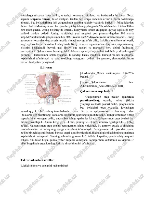n hosil bo'ladi. me’da osti bezi taraqqiyoti: me’da osti bezi ham o'rta ichak entodermasidan rivojlanadi. homila hayotining 4-haftasida jigar ko'rfazi yonida ikkita ventral va dorsal me’da osti bezi kurtaklari paydo bo'ladi. o'n ikki barmoq ichak bir tekis o'smagani uchun ventral bo'rtma orqa tomonga aylanadi va me’daning orqa tutqichi ichiga o'sib kirib, seroz pardaning ikki varag'i o'rtasida o'sadi. dorsal va ventral kurtaklar shoxlanib murakkab tarmoqlangan bezga aylanadi va birbiri bilan qo'shilib me’da osti bezini hosil qiladi. dorsal bo'rtmadan bez boshchasining yuqori qismi, tanasi va dumsimon qismi rivojlanadi. tana va dumsimon qismida joylashgan dorsal kurtak nayi bosh qismida ventral kurtak nayi bilan qo'shilib bezning asosiy nayini hosil qiladi. ko'pincha dorsal kurtak nayi bezining boshcha qismida o'sishdan orqada qoladi va me’da osti bezining qo'shimcha nayiga aylanadi. qalqonsimon bez qalqonsimon bez (glandula thyroidea) toq a’zo bo'lib, ichki sekretsiya bezlari ichida eng kattasidir. uning o'sayotgan organizm uchun ahamiyati juda katta. u bo'yinning oldingi sohasida hiqildoqning …