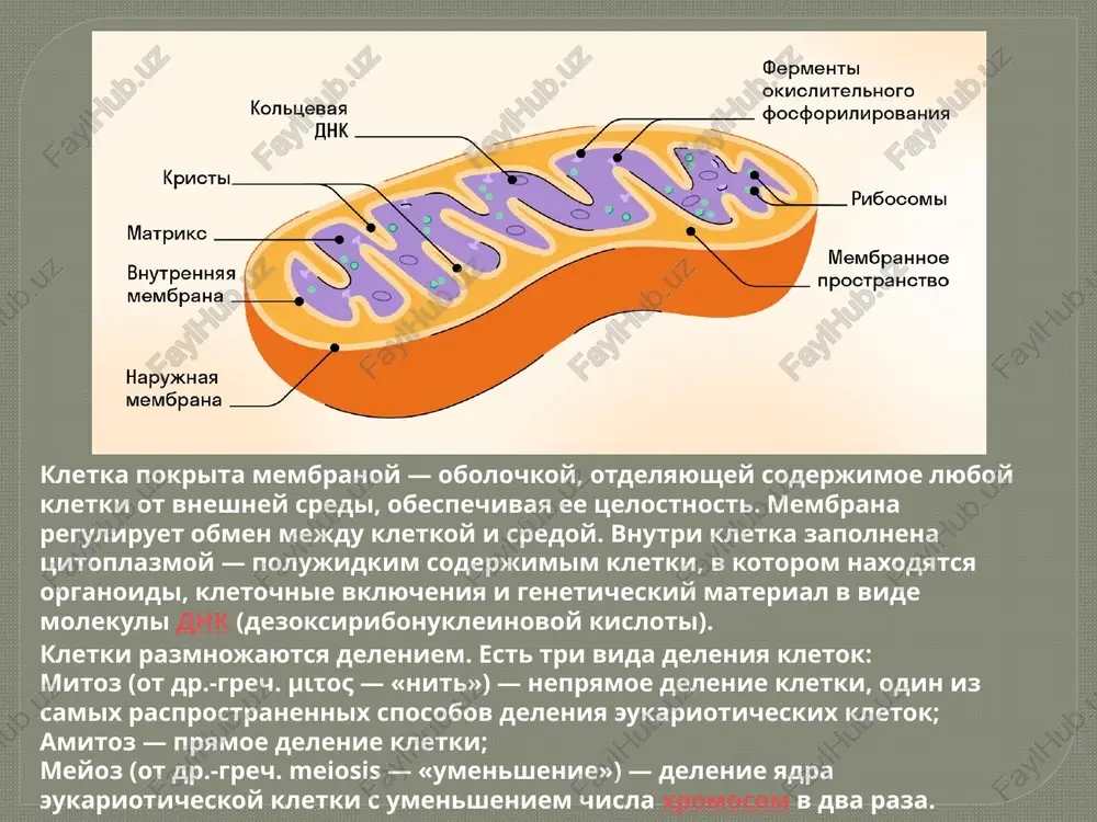 y ili ovalnoy formi, glubokogo zelyonogo tsveta, s gladkoy i blestyashey poverxnostyu.a eshyo u valonii mnogo yader, poetomu eyo nelzya «ubit», razdaviv ili porezav na kusochki. vmesto etogo ona prosto razmnojitsya. bólshaya chast kletok cheloveka postoyanno obnovlyaetsya.prinyato schitat, chto epiteliy kishechnika obnovlyaetsya kajdie 3–5 dney, kletki pecheni regeneriruyutsya v srednem za 300–500 dney, a nashi kosti remodeliruyutsya (to est obrazuyut novuyu tkan) so skorostyu 4–10% v god.uchyonie do six por protivorechat drug drugu v otsenkax, za kakoe vremya obnovlyayutsya nashi tkani i organi. no v odnom oni solidarni: protsess regeneratsii kletok v tele cheloveka ne ostanavlivaetsya ni na minutu. isklyuchenie sostavlyayut lish nekotorie gruppi kletok (naprimer, nasha setchatka ostayotsya neizmennoy ot rojdeniya i do samoy smerti). image2.png image3.png image4.png image5.png image6.png image7.png image8.png image9.png image10.png image11.png /docprops/thumbnail.jpeg