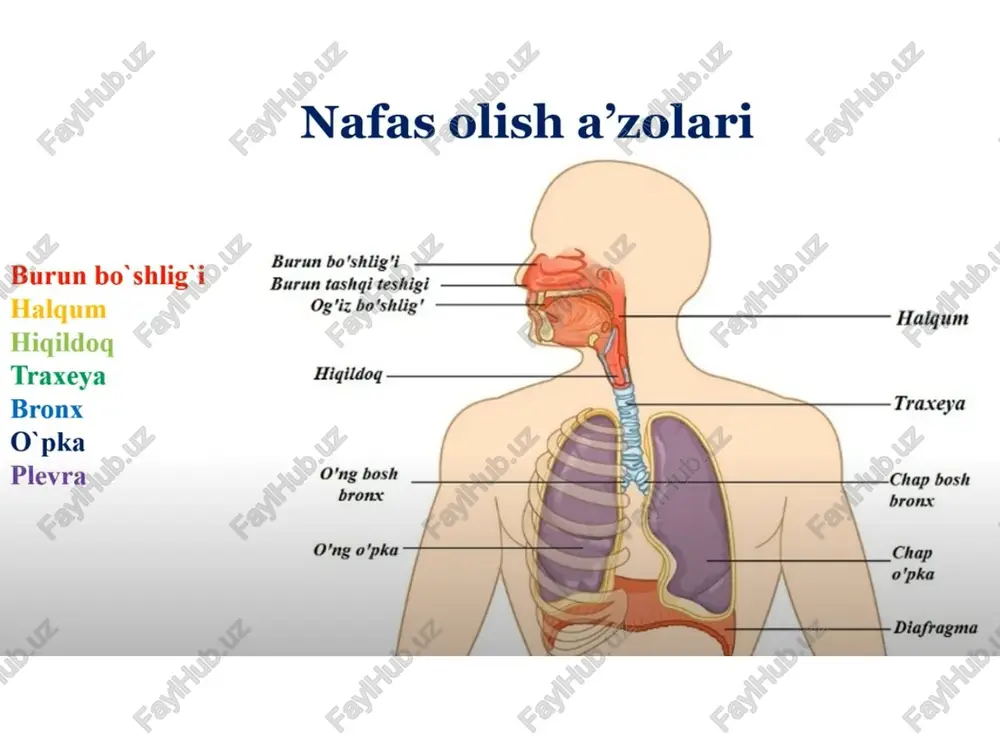 ichida 12-16 bronxlar tarqaladi. nafas yo’li vujudga keladi chegara bronxlar nafas bronxlariga ular torayib nafas naychasiga, bular kengayib nafas naychasi va alveolalarga aylanadi. -nafas bronxiolasi -nafas naychasi -alveolalar bular op’ka birligi asinus yoki alveola daraxtini -12-18 asinus o’pka bo’lakchasini -1 nechtasi segmentni x.l q.di 800 ming asinus 300-350 mln alveola ular sathi 30-100 mkv o’pka 1 juft bo’lib, asosi diafragmaga tegib turadi va diafragma yuzasi deyiladi. uchi 1-qovurg’adan yuqoriroqda turadi, o’pkalarning qovurg’alarga qaragan yuzasi, ikkala o’pka oralig’i tafavut qilinadi. chap o’pkaning pastrog’ida yurak joylashgan. o’ng o’pka osti diafragmaning ostida jigar joylashgan plevra parda seroz parda. 2 qavat o’pkani ustidan o’rab turgan (visseral), ko’krak bo’shlig’i devoriga yopishgan qismi pariyetal varaq deyiladi visseral varaq o’pka bo’laklarigacha kirb boradi. o’pka darvozasiga kelganda qo’sh qavatli boylam hosil qilib pareyitalga a.di. o’pkalar uchini plevra gumbazi 1-qovurg’adan 3-4 sm j.gan. koks oralig’i oldingi orqaga bo’linadi kekrdak va bronxlar oldinda yurak va uning xaltasi, ayrisimon bez, aorta …