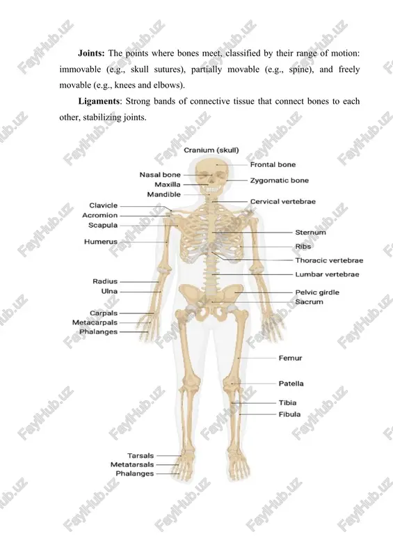lanuvchi (razlichimiy) separate v- ajratmoq (razdelyat) separable a- ajraluvchi, ajratilgan (otdelimiy, razdelniy) muscle n- mushak (mishtsa) muscular - mushakka oid (mishechniy) vertebra n- umurtqa (pozvonok) chamber n –kamera (kamera) cavity n - bo’shliq (polost) thorax n- ko’krak qafasi(grudnaya kletka) kidney n- buyrak (pochka) ureter n - siydik yo’li (mochetochnik) bladder n- siydik pufagi (mochevoy puzir) liver n- jigar (pechen) pancreas n -oshqozon osti bezi (podjeludochnaya jeleza) spleen - taloq (selezyonka) pharynx n- halqum (glotka) alimentary canal -xazm yo’li (pishevaritelniy trakt) addition n- qo’shimcha (dobavlenie) exercise11.match the words (1-7) with the definitions (a-g) 1._____bone 4.______greenstick 7._____stress fracture 2._____marrow 5.______compound 3._____impacted 6.______comminuted a. having bone protruding through the skin b. a minor crack in a bone c. the breakage of a young, soft bone d. a strong, hard part of a body's structure e. having parts crushed together f a soft substance with immune functions g being broken into several pieces exercise11. …