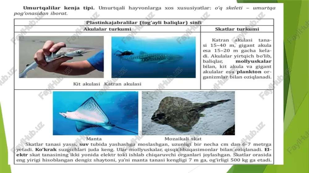 umurtqalilar hayvonlarning - Page 3