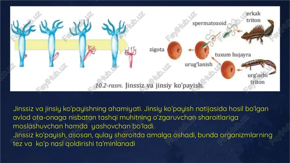 ish deb ataladi. gulli o‘simliklarning jinsiy ko‘payishi changlanish va urug‘lanish natijasida sodir bo‘ladi. gul changdonida yetilgan chang donalarini urug‘chi tumshuqchasiga tushishi changlanish deyiladi sun’iy changlatish. agar o‘simlikning guli odamlar tomonidan changlantirilsa, sun’iy changlatish deyiladi. sun’iy changlatishda o‘simlikning yetilgan changi yig‘ib olinib, shu yoki boshqa o‘simlikning yetilgan guli tumshuqchasiga o‘tkaziladi. sun’iy changlatish usulidan hosildorlikni oshirishda va asosan yangi navlarni yaratishda foydalaniladi. chang donasi vegetativ va generativ hujayralardan tashkil topgan. vegetativ hujayra o‘sib, chang naychasini hosil qiladi. generativ hujayra bo‘linib, ikkita spermiy hosil qiladi. sper�miylar chang naychasi orqali tugunchadagi urug‘kurtakka yetib boradi. ularning biri tuxum hujayra bilan qo‘shilib, zigota hosil qiladi, undan murtak rivojlanadi. ikkinchi spermiy marka�ziy hujayra bilan qo‘shiladi, undan endosperm rivojlanadi. changchi va urug‘chi jinsiy hujay�ralarining shu tarzda qo‘shilishi qo‘sh urug‘lanish deyiladi. urug‘lanishdan so‘ng urug‘chi tugunchasi va gulning boshqa qismlaridan meva eti, urug‘kur�takdan esa urug‘ hosil bo‘ladi xulosa chiqaramiz • organizmlar yer yuzida o‘z turini saqlab qolishi uchun ko‘payish muhimdir. …