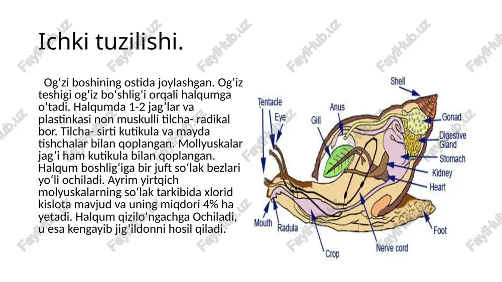acha va sohil shillig’i ham isteʼmol qilinadi. oʻrta va janubiy mintaqalarida turli shilliqlar poliz ekinlari va bogʻlarga katta ziyon keltiradi. eʼtiboringiz uchun rahmat image1.jpeg image2.jpeg image3.jpeg image4.jpeg image5.jpeg image6.jpeg image7.jpeg image8.jpeg image9.jpeg image10.jpeg /docprops/thumbnail.jpeg