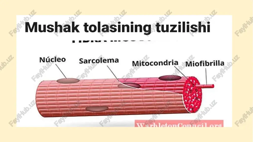 guruhga: mimika va chaynov muskullariga boʻlinadi. ular yuz mimikasida, chaynashda va pastki jagʻni harakatlantirishda qatnashadi. bulardan tashqari, boʻyin hamda qoʻl muskuli ham bor. skelet muskulining deyarli hammasi richaglar qonuniga muvofiq boʻgʻimlardagi suyaklarni harakatga keltiradi. . odam gavdasida 600 ga yaqin muskul bor. odam gavdasidagi barcha erkin harakatlar oʻzaro bogʻlangan boʻlib, murakkab shartli va shartsiz reflekslar yordamida yuzaga chiqadi va markaziy nerv sistemasi tomonidan boshqariladi. arteriya va venalar devorining asosiy qismi, hazm yoʻlining deyarli hammasi, oʻt pufagi va quvuq, bachadon nayi, bachadon silliq muskuldan tuzilgan ichki aʼzolar devori silliq muskulining qisqarishi sekin va chuvalchang oʻrmalashisimon boʻladi. silliq muskullar refleks yoʻli bilan avtomatik qisqaradi. ular haddan tashqari kuchli qisqarganda ogʻriq paydo boʻladi (mas, jigar va buyrak sanchigʻi, ichak spazmi va h.k.). yurak muskuli tuzilishi va vazifasiga koʻra koʻndalangtargil hamda silliq muskuldan farq qiladi. unda boshqa muskullarda boʻlmaydigan xususiyat — maʼlum ritm va kuchga ega boʻlgan qisqarishlar avtomatizmi bor. yurak muskuli umr boʻyi …