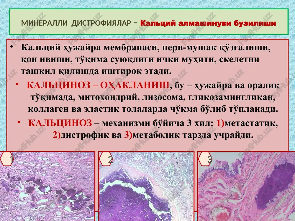lash, oqma bo'lish. 5) infarkt – skleroz, chandiq, kardioskleroz, kista. 6) fibrinoid nekroz – tomir yorilishi. 7) suzmasimon nekroz – oxaklanish, skleroz. 8) yotoq yara – chandiq, yiringlash. 9) ateromatoz nekroz – kaltsinoz, yaralanish. 10) elimsimon nekroz – skleroz, kista, oxaklanish. 11) apoptoz – fagotsitoz. nekroz – nekros – mahalliy o'lim oqibatlari