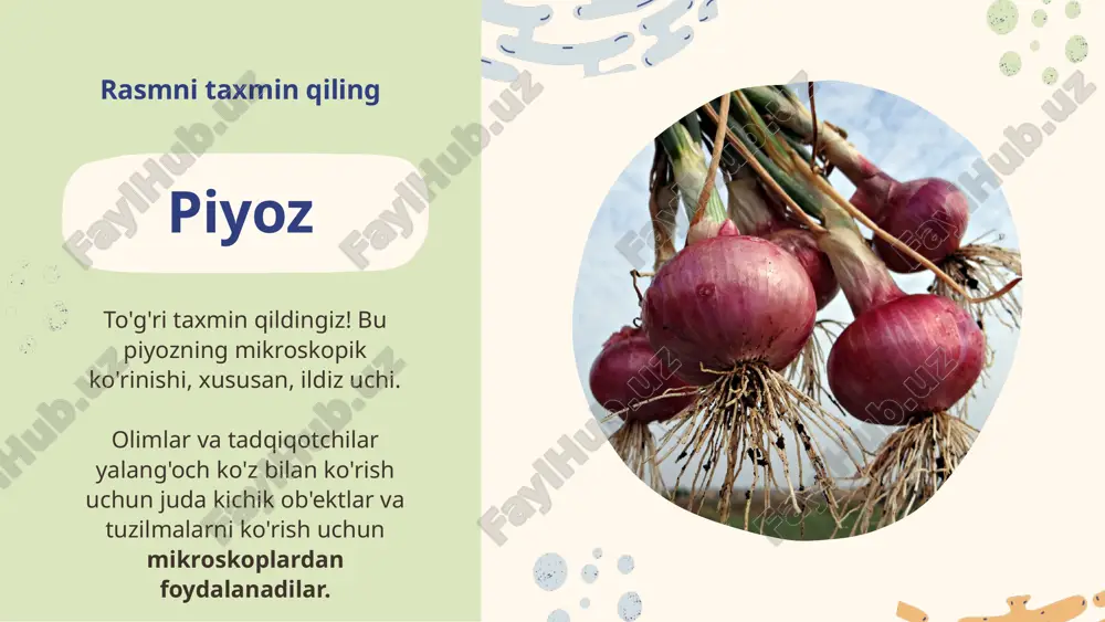 ningizni tekshirish uchun savolga javob bering. o'qituvchi maslahati: ushbu so'rov yoki viktorinani sozlash uchun ikki marta bosing yoki qo'shimcha imkoniyatlar uchun elementlarga o'ting ! kuzatish nur yo'li bu erda ko'rsatilgan mikroskopning diagrammasiga qarang. barmog'ingizdan foydalanib, yorug'lik nurlarining manbasidan kuzatuvchining ko'zlarigacha bo'lgan yo'lini kuzatib boring. yuqoridagi javobingizga muvofiq, nega namunalar juda nozik bo'lishi kerak? kuzatish nur yo'li yorug'lik nurlari diafragma orqali, namunaga, ob'ektiv linzaga, so'ngra okulyarga va ko'zga o'tadi. ammo esda tutingki, yorug'lik nurlari linzalardan o'tayotganda egilib, tasvirni kattalashtirishga imkon beradi. yorug'lik mikroskopining asosiy g'oyasi yorug'lik nurlarining namunadan o'tishidir! shunday qilib, namunalar yorug'lik o'tishi uchun etarlicha nozik bo'lishi kerak. javob kaliti xulosa hujayra tirik mavjudotning eng kichik birligidir. organizm bir hujayradan yoki bir nechta hujayradan iborat bo'lishi mumkin. hujayralar nima? mikroskop namunaning tuzilishini kattalashtiradi. ko'rish uchun namunalar diqqat markazida bo'lishi kerak. bu qo'pol va nozik sozlash g'ildiraklarini harakatlantirish orqali amalga oshiriladi. qanday qilib a mikroskop ishi? topshiriq: namuna tayyorlash bu savolga …