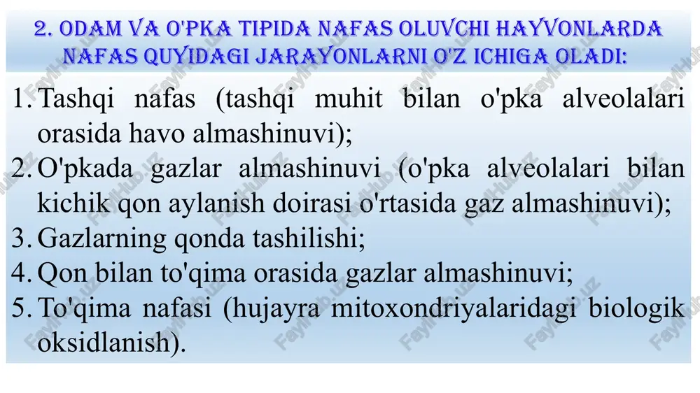 kullari ishtirok etadi. bularga: ichki qovurg'alararo muskullar, qorin muskullari (qiyshiq, ko'ndalang va to'g'ri) qo'shimcha nafas chiqarish muskullariga yana umurtqani bukuvchi muskullar ham kiradi. o'pka hajmi va sig'imlari. o'rta yoshli odam tinch turganda 500 ml (300 dan 800) gacha havoni nafasga oladi. bu o'pkaning nafas olish hajmi deyiladi. odam 500 ml nafas havosi ustiga yana qo'shimcha 1500 ml gacha havo olishi mumkin. ushbu hajm nafas olishning qo'shimcha hajmi yoki qo’shimcha havo deb ataladi. tinch nafas olib chiqargandan so'ng, chuqur nafas chiqarish orqali, yana qariyib 1500 ml havoni chiqarish mumkin. bu hajm nafas chiqarishning qo'shimcha hajmi deyiladi. chuqur maksimal nafas chiqargandan so'ng ham o'pkada yana 1000-1500 ml miqdorda havo qoladi, bu qoldiq hajmi deyiladi. o'pkaga siga olishi mumkin bo'lgan maksimal havo o'pkaning umumiy si gim i deyiladi. bu kursatkich 6500 ml(1500+5000 - 6000ml) soldits xgajm va o’ts yigindisidan iborat. 4. o’pkalarni sig’imlari va xajmlari. o’pkalarni ventilyatsiyasi. nafas havosi, nafas olish va nafas …
