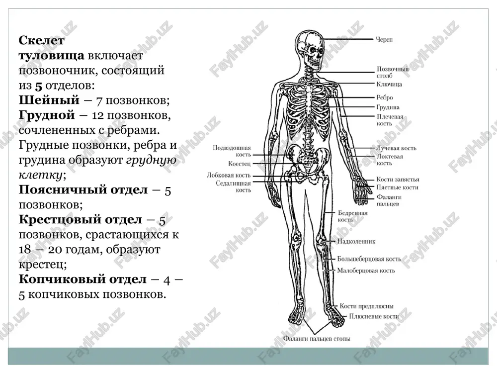 skelet tulovisha - Page 3