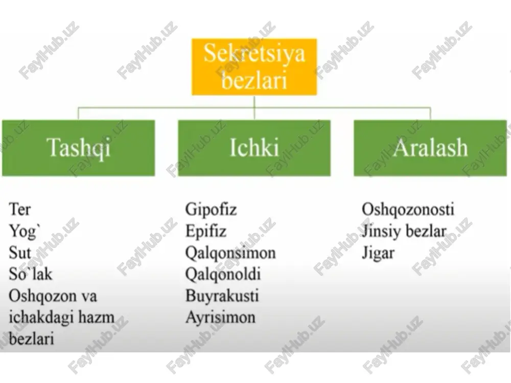 ichki sekretsiya bezlarining tuzilishi - Page 3