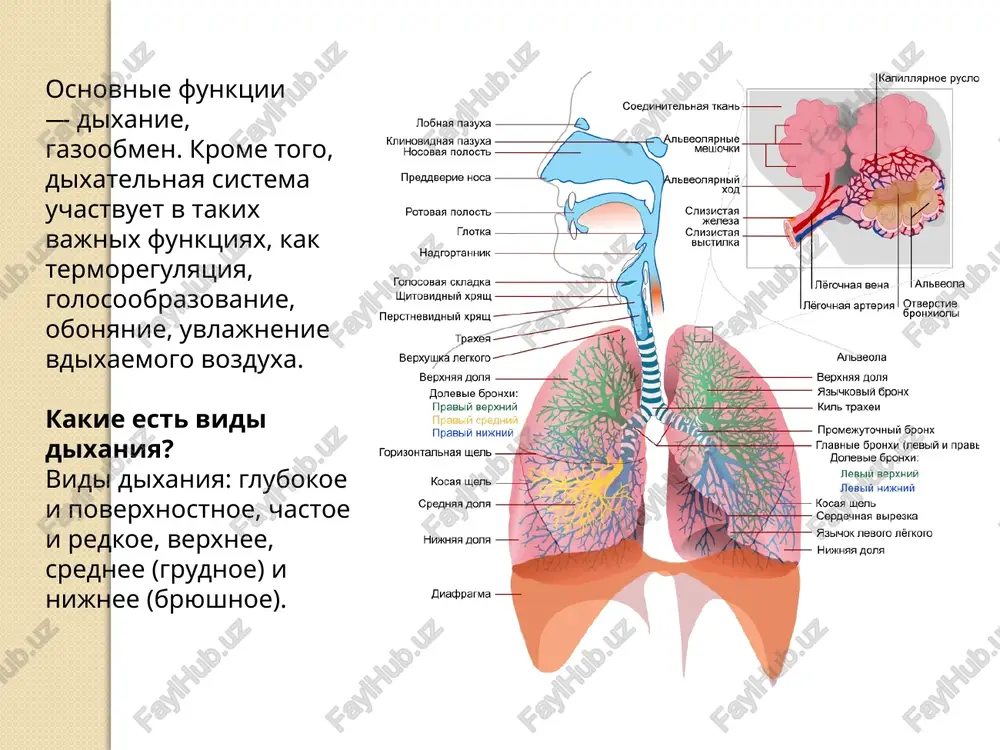 ov v kore golovnogo mozga dokazivaetsya obrazovaniem dixatelnix uslovnix refleksov, izmeneniyami chastoti i glubini dixatelnix dvijeniy, imeyushix mesto pri razlichnix emotsionalnix sostoyaniyax, a takje proizvolnimi izmeneniyami dixaniya. image2.png image3.png image4.png image5.png image6.png image7.jpeg image8.png image9.png /docprops/thumbnail.jpeg