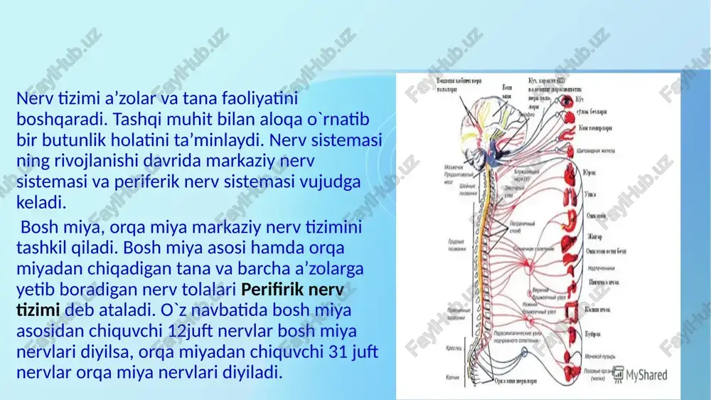 qaning muskul va terisiga tarqaladi 3) bel qismidan chiquvchi nervning orqa medial shoxlari bel va quymich sohasining teri va muskullariga tarqaladi. orqa miyaning bel segmenti 1-2-3- juft nervlarining orqa shoxlaridan chiquvchi lateral shoxlar. dumba usti nervi - m. clunium superiores dumba sohasining ustki qismiga boradi 4) dumg'aza qismidan chiquvchi nervning orqa shoxlari dumg'aza suyagining orqadagi to`rt juft teshiklari orqali chiqib ichki (medial) va tashqi (lateral) shoxlarga bo'linadi. dumg`aza ustidagi teriga tarqalib, dumbaning o`rta qismidagi teriga o`rta dumba nervlari -n. clunium medii ni beradi. ichki shoxlari esa dumg'aza-yonbosh bo`g`imini va m. sacrospinalis ning pastki boshlangich qismini innervatsiya qiladi 5) dum qismidan chiquvchi nervlarning orqa shoxlari dum suyagi kanalining pastki teshigi orqali chiqib, dum va orqa teshik nervlariga qo'shilib ketadi, orqa miya nervlarining old shoxlari orqa miya nervlarining old shoxlari - rami ventralis ko pincha orqa shoxlariga nisbatan anchagina yo`gon bo`ladi. bo'yin va yelka qarshisidagi nervlar (li ko'krak nerviga qadar) bel va …