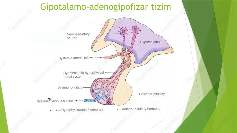 endokrintizim - Page 3