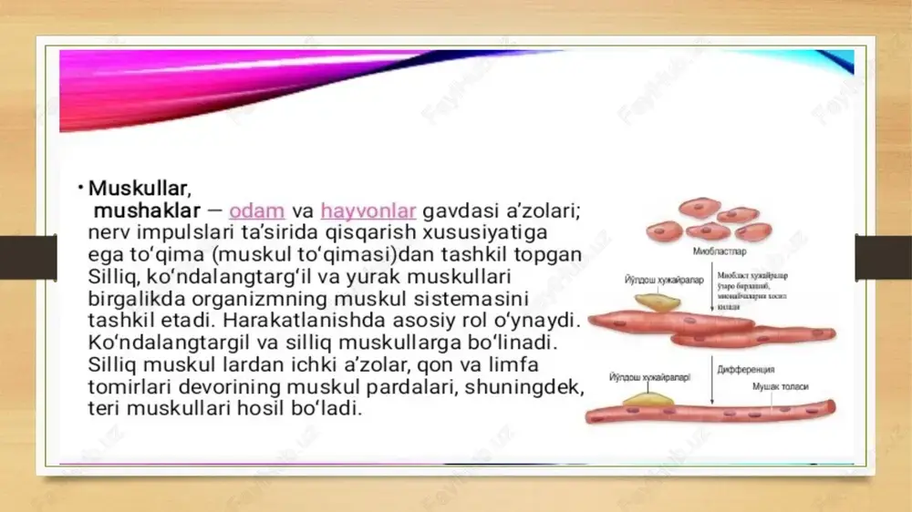 uchi bilan ta'sirlaganimizda yuzaga keladi mushak asab qo'zg'aluvchanligi qo'zg'aluvchanligidan past (ya'ni bo'sag'asi yuqori). tinchlik potensiali-90mv, qutbsizlanishning kritik darajasi-40mv, harakat potensiali-120mv. harakat potensialining davomiyligi-1-3msek. bir butun mushak «bor yoki yo'q qonuniga bo'ysinmaydi, mushak tolasi esa bo'ysinadi. bir mushak qisqarish amplitudasi ma'lum bir butun darajagacha ta'sirot kuchiga bog'liq bo'ladi. e’tiboringiz uchun raxmat image5.png image6.png image7.jpeg image8.jpeg image9.jpeg image10.png image11.png image12.png image13.jpeg image14.png image15.png image16.jpeg image17.png image3.png image4.png /docprops/thumbnail.jpeg