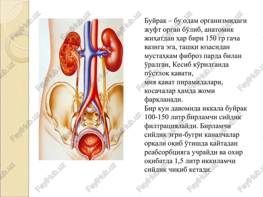 on quyilishi va shish kuzatiladi. bu esa ko'zni ko'rish jarayonini buzadi. utkir nefrit 10%-dan 40% gacha xolatlarda surunkali nefritga utib ketadi. davolash surunkali infektsiya ochaglarini sanatsiya kilish simptomatik davo glyukokortikoidlar gipotenziv vositalar diuretiklar osh tuzini cheklash surunkali glomerulonefrit surunkali nefrit ko'pincha to'la davolanmaydi, qayta-qaytadan qo'zg'alib turadi. natijada buyrak etishmovchiligi yuzaga chiqadi. surunkali nefrit sekin-asta buyrakni burishib-bujmayib qolishiga olib keladi. va bemorlar nobud bo'lishi mumkin. surunkali nefrit simptomlari ag yuzaga chiqadi mns-sining xolati buziladi bemorlarda shish xosil bulishi peshobda o'zgarishlar. umumiyxolsizla-nish, charchoq. ikkilamchi burishgan buyrakni paydo bo'lishi kasallikning oxirgi bosqichi xisoblanadi. surunkali nefrit okibatlari azotemik uremiya tufayli bemorlarda yarali stomatitlar, gingivitlar, me'dada eroziyalar, ingichka va yo'g'on ichaklarda yaralar yuzaga chiqadi. bemorlarning umumiy ovqatlanishining susayganligi sababli bemor ozib ketadi va kaxeksiya qayd etiladi. qon elementlarini ishlab chiqaruvchi suyak iligi xam azot shlaklari bilan zaxarlanganligi sababli anemiya rivojlanadi qon tomir devorlarini jaroxatlanishi tufayli gemorragik diatezlar, terida qichishishlar va toshmalar yuzaga chiqadi. davolash yotoq …
